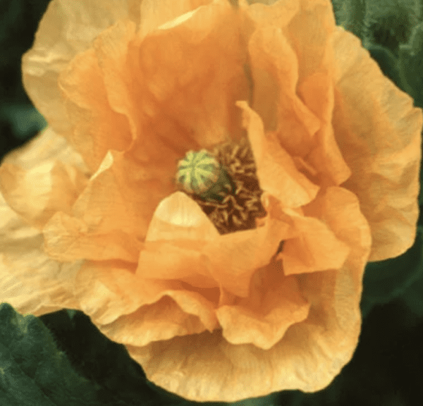 Poppy - Orange Feathers  - Papaver rupifragum (3.25" pot)